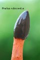 Phallus rubicundus-amf2113-3